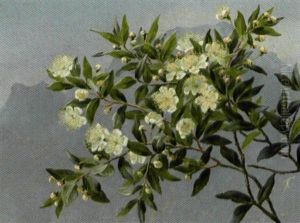 Blomstrende Frugtgren, I Baggrunden Blanende Bjerge Blomstrende Frugtgren, I Baggrunden Blanende Bjerge