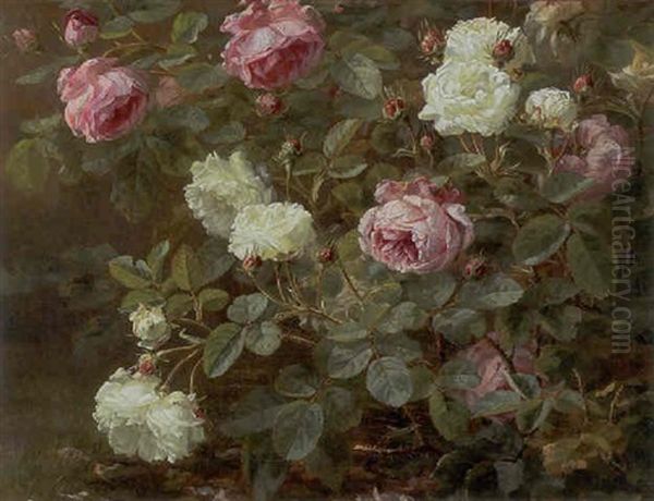 Lyserode Og Hvide Blomstrende Roser - view 1