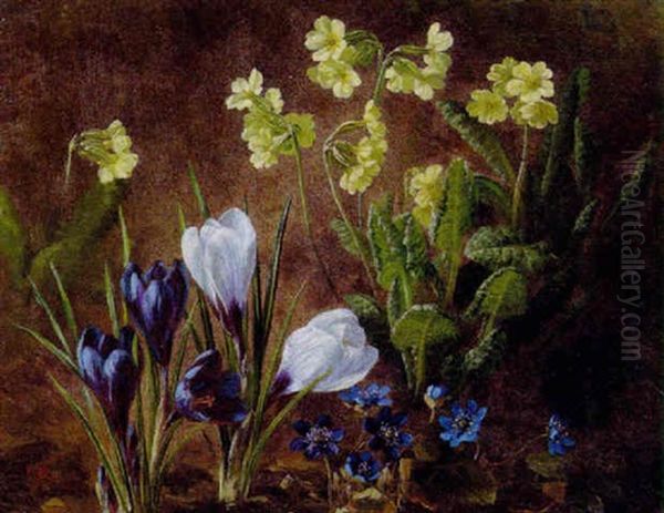 Voksende Krokus, Bla Anemoner Og Kodrivere - view 1