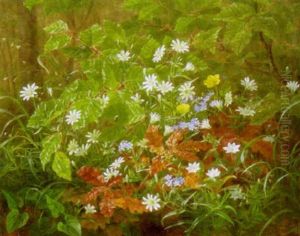 Skovbund Med Vilde Blomster Skovbund Med Vilde Blomster