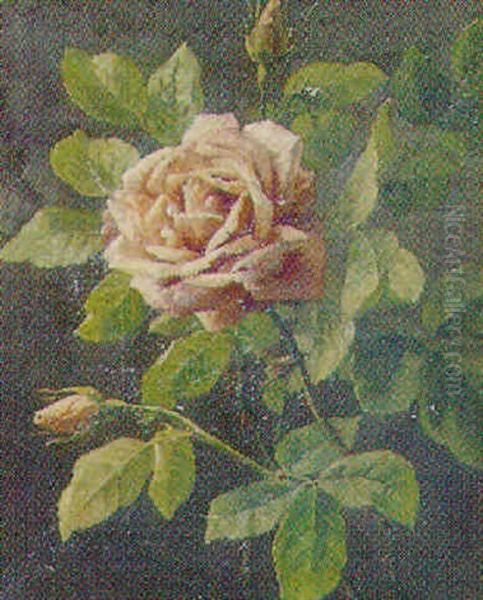 Lyserod Rose - view 1