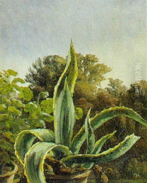 Agave - view 1