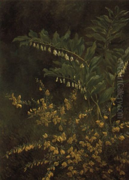 Bluhender Ginster - view 1