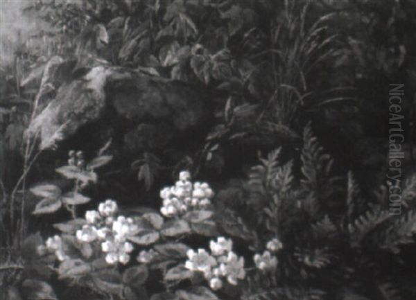 Skovbund Med Vilde Blomster - view 1