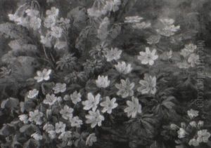 Blomstrende Anemoner Og Kodriver