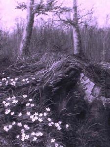 Harbingers Of Spring Harbingers Of Spring