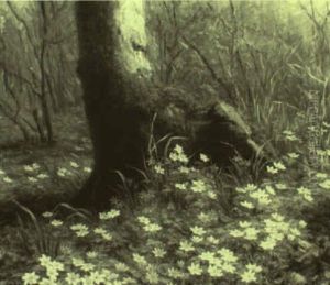 Wild Anemones On The Forest Floor