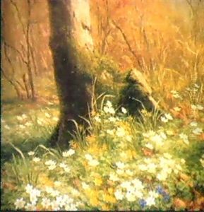 Wild Anemones On The Forest Floor
