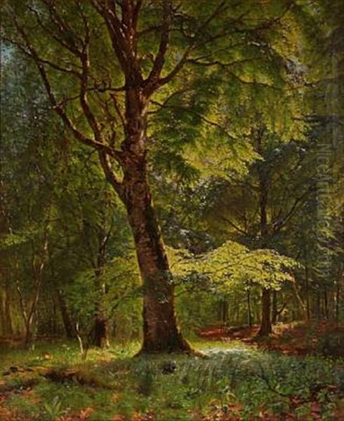 Summer Day In The Woods - view 1