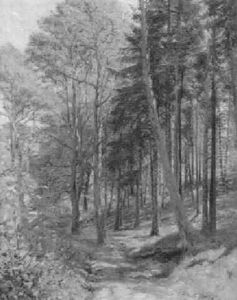 Skovparti Fra Plantagen I Hornbo