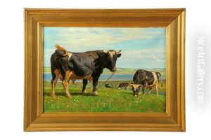 Cows Grazing Cows Grazing