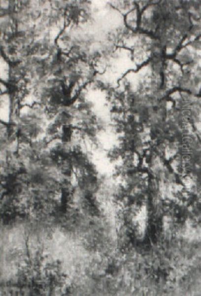 Forest Clearing - view 1
