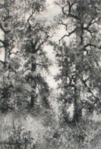 Forest Clearing