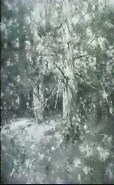 Forest Interior Scene - view 1