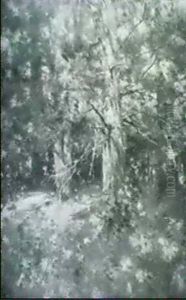 Forest Interior Scene Forest Interior Scene
