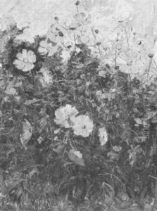 Wildflowers