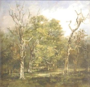 Study Of Trees In The Park At Campsey Ash