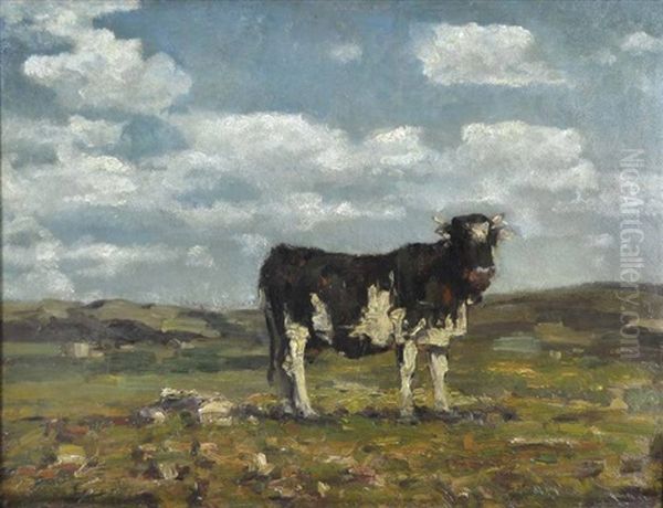 Mucca Al Pascolo - view 1