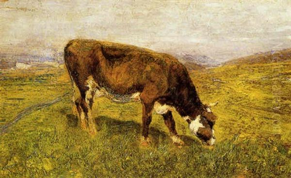 Mucca Al Pascolo - view 1
