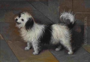 Bologneser Hundchen Bologneser Hundchen