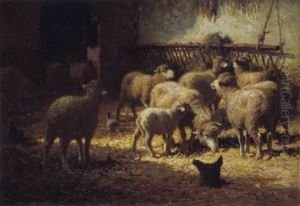 Schapen In De Stal Schapen In De Stal