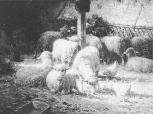 Sheep And Chickens In Sunlit Stable by Charles H. Clair