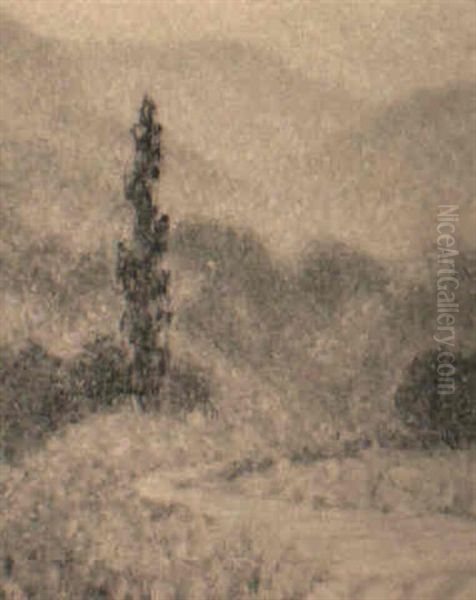 Poplar Tree - view 1