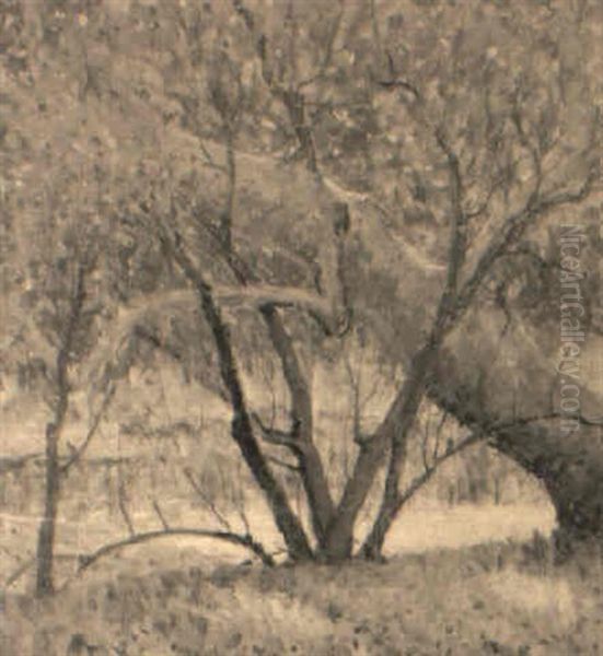 Trees - view 1