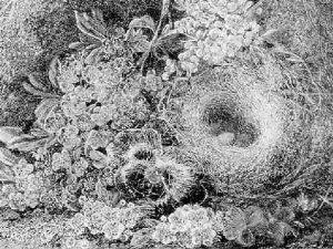 A Nature Study