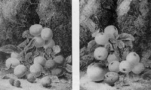 Still Life Of Apples And A Plum On A Mossy Bank Still Life Of Apples And A Plum On A Mossy Bank