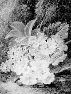 Flowers In A Grassy Bank thumbnail