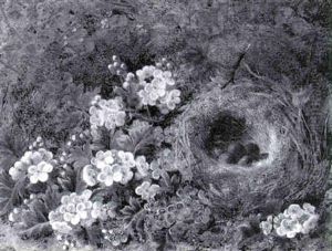 Bird's Nest And Blossom