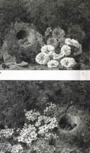Blossom And Birds' Nests By A Bank