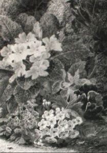 Still Life With Primulas, Primrose And Pansies by Oliver Clare