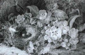 Still Lifes by Oliver Clare
