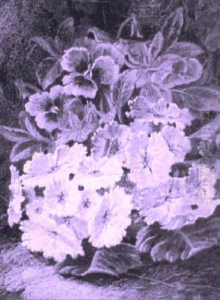 Primula - view 1