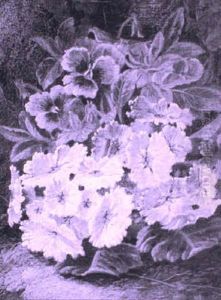 Primula by Oliver Clare