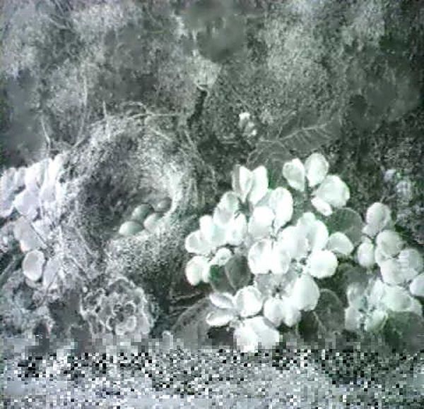 Still Lives Of Blossom With A Bird's Nest - view 1