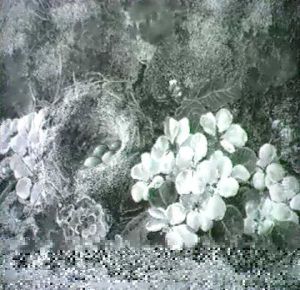 Still Lives Of Blossom With A Bird's Nest by Oliver Clare