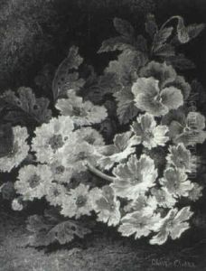 Still Life Of Primulas