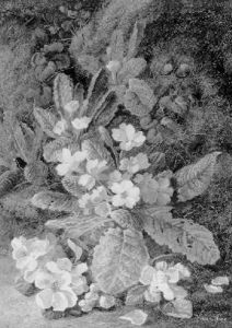 Primroses And Periwinkle Primroses And Periwinkle