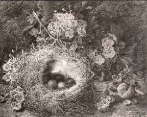 Still Life Of Birds Nest And Blossom Still Life Of Birds Nest And Blossom
