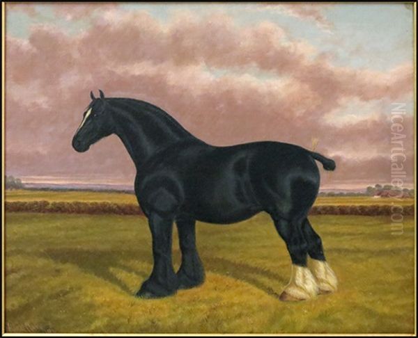 Shire Horse In Field - view 1