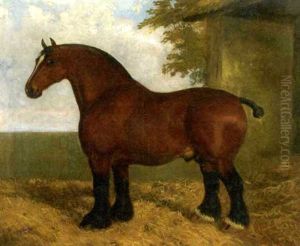 Honest Tom, A Shire Stallion