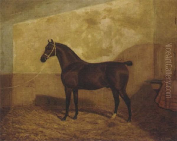 A Tethered Brown Hunter In A Stable - view 1