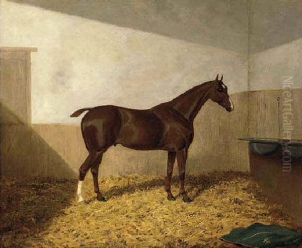 A Dark Brown Hunter In A Stable - view 1