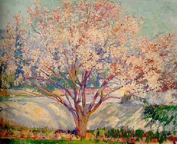 Almond Tree In Bloom - view 1
