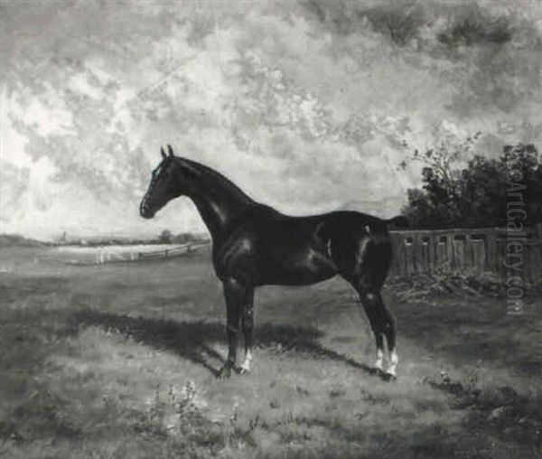 Cudham Marjorie, A Dark Bay Hackney Horse Standing In A Landscape - view 1