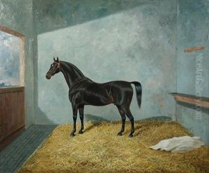 Cavaliero, A Dark Bay Hunter In A Stable