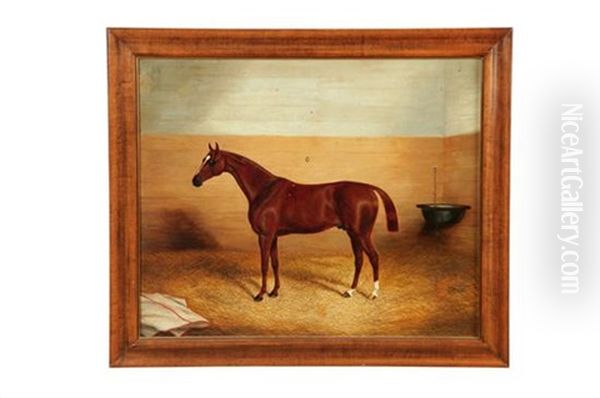 Race Horse "sunburn" - view 1